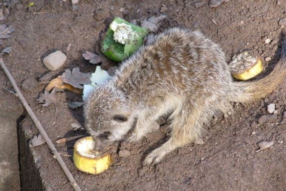 Meerkat Experience for Two - Shropshire