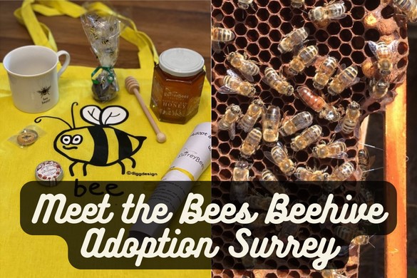 Meet the Bees and Beehive Adoption Surrey