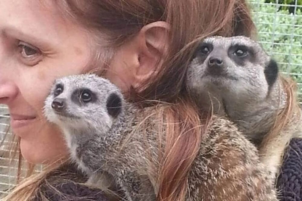 Meet The Meerkats Experience