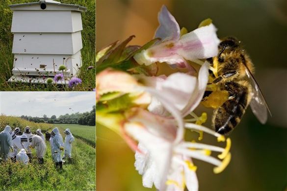 Introduction to Beekeeping Online Course