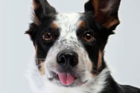 Pet Photoshoot In Chelsea