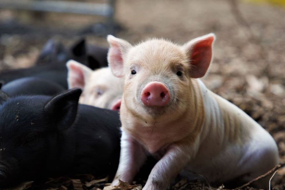 Piggy Pet & Play at Kew Little Pigs Farm (Child Ages 3-15)