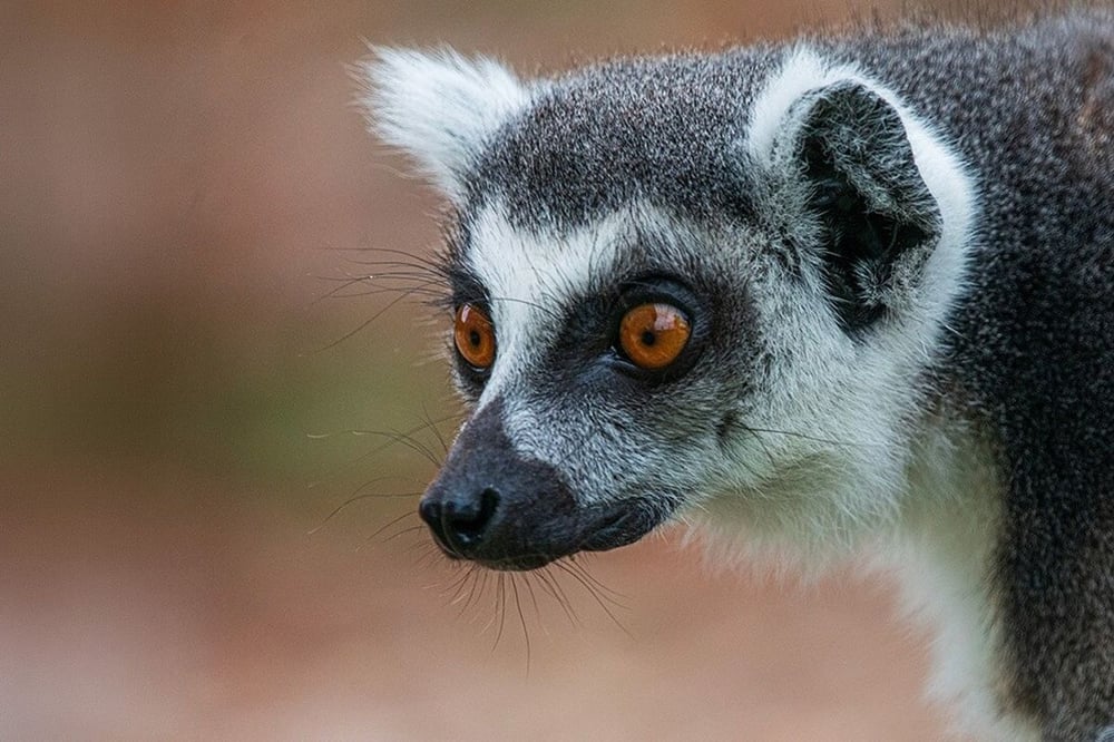 Ring Tailed Lemur Experience for Two in East Sussex