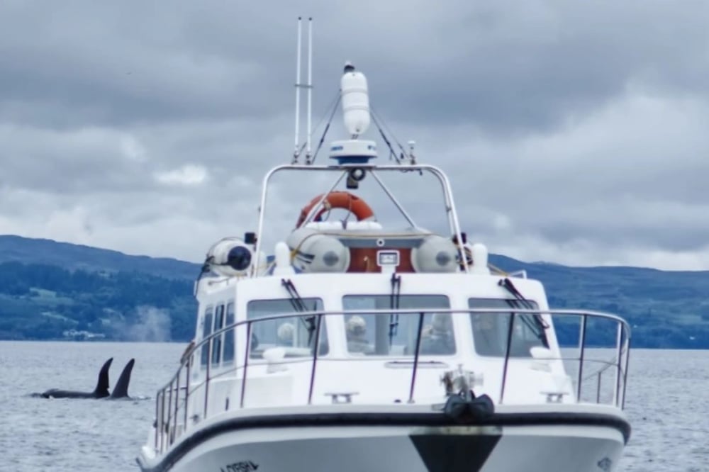 One Hour Scottish Wildlife Cruise of Mallaig