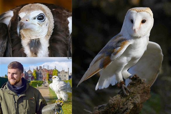 The Big Four Falconry Experience - Kent