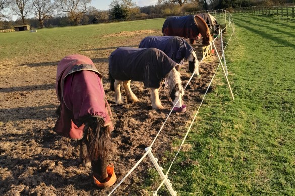 Full Day Farm and Horse Experience For Two - Yorkshire 