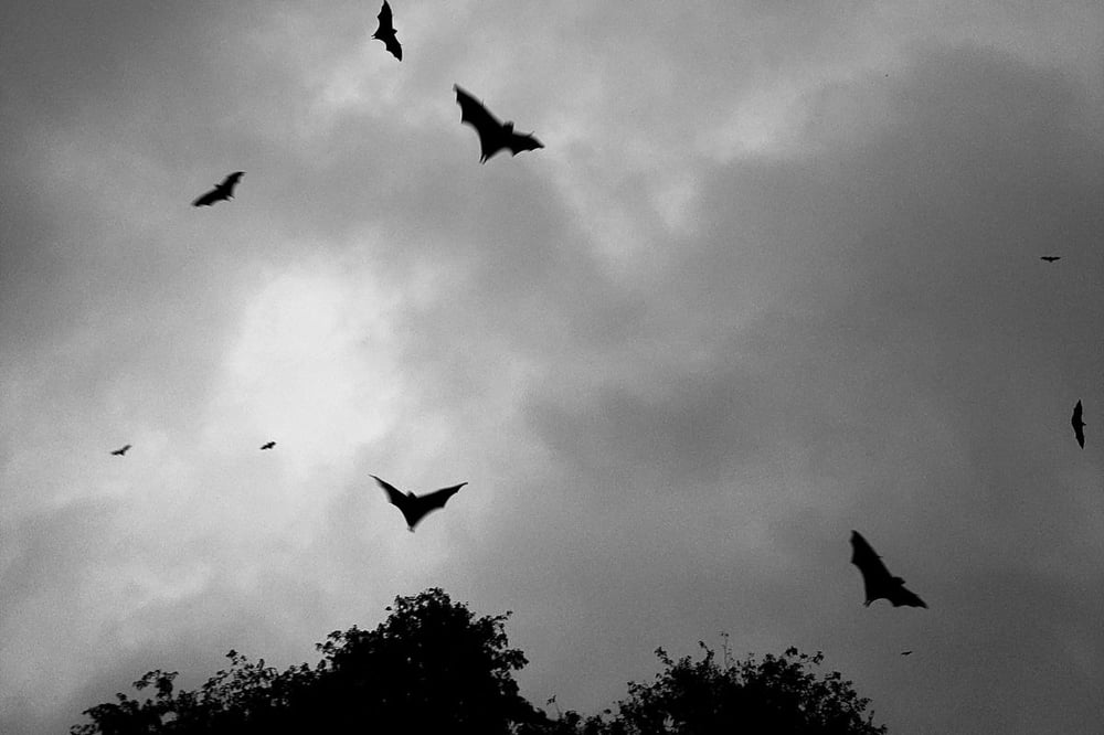 Vampires Lair Escape Room for Two in Manchester