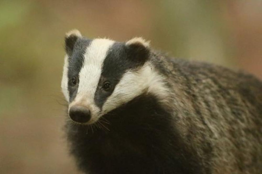 Wild Badger Watching Experience for Two