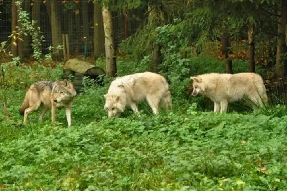 Wild Wolf Feeding Experience for Two