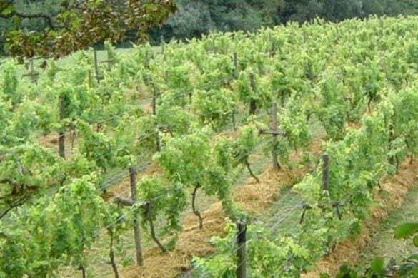 Wine Tasting Tour for Two in East Sussex