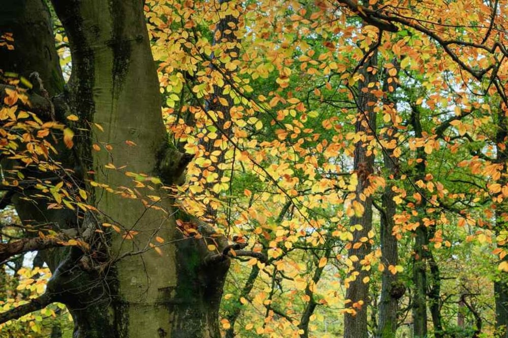 Woodland Photography Masterclass