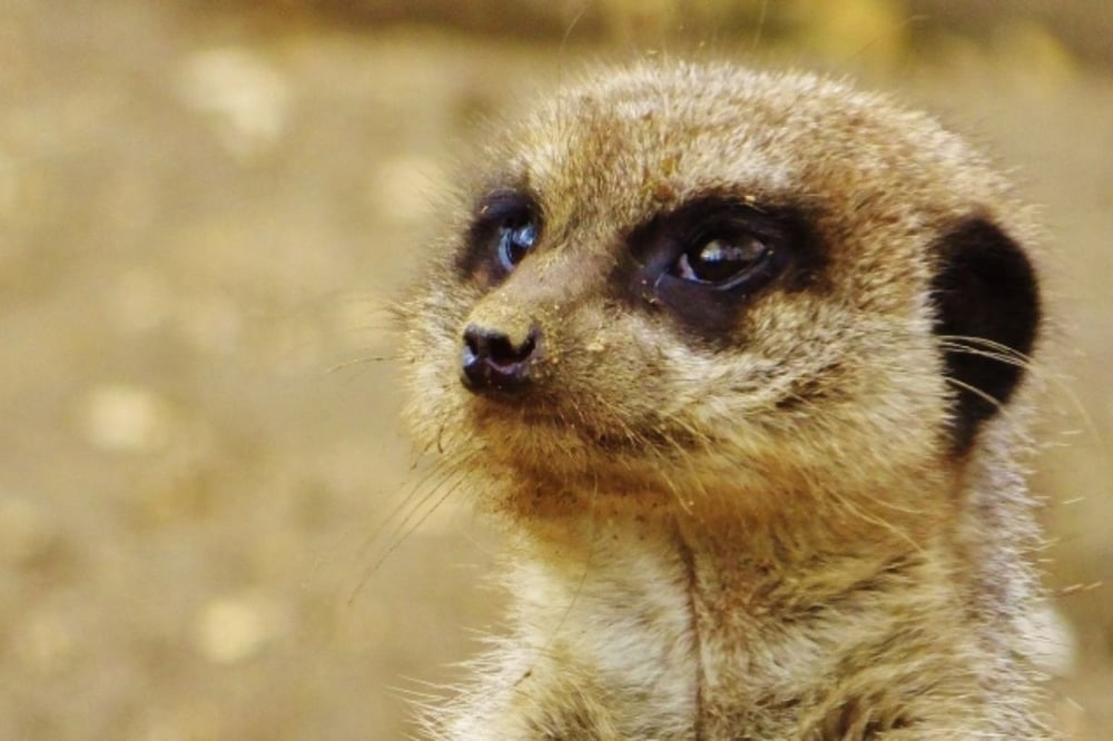 Yorkshire Meet The Meerkats Experience
