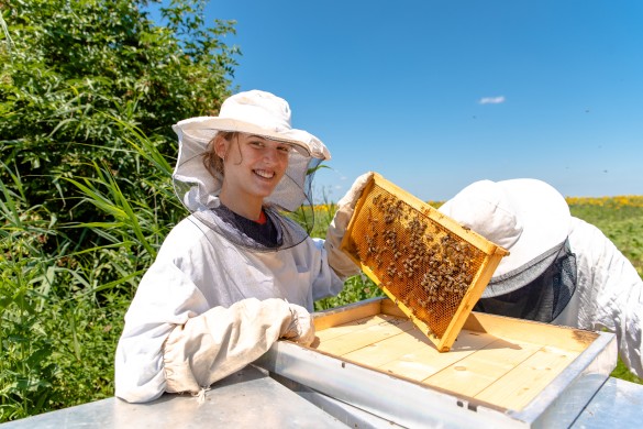 beekeeping Experiences