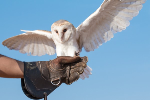 Birds of Prey Experiences