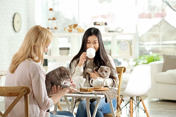 Themed Afternoon Tea Experiences