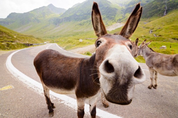 Gifts for Donkey Lovers