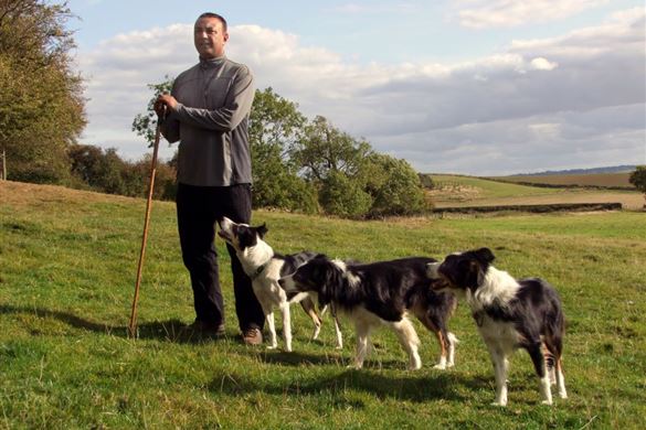 Book A Border Collie Experience In Leicestershire With Experiences